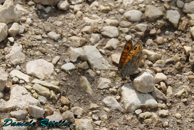 E'' possibile identificarla???